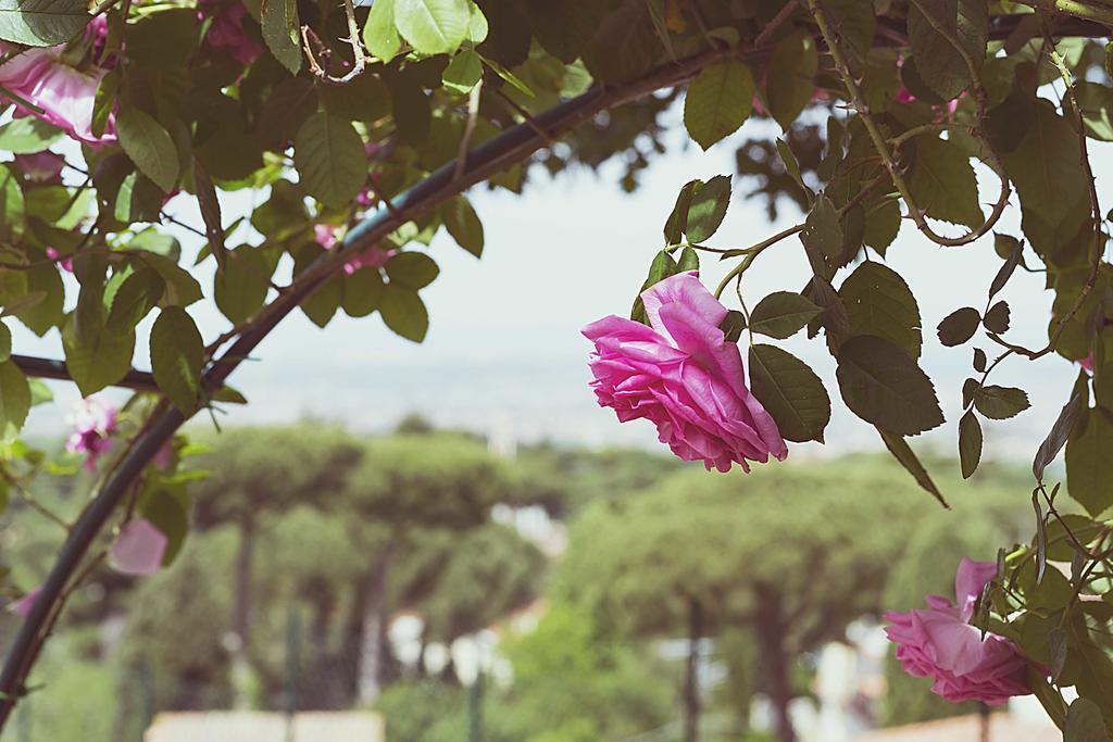 Al Pino B&B Grottaferrata Kültér fotó